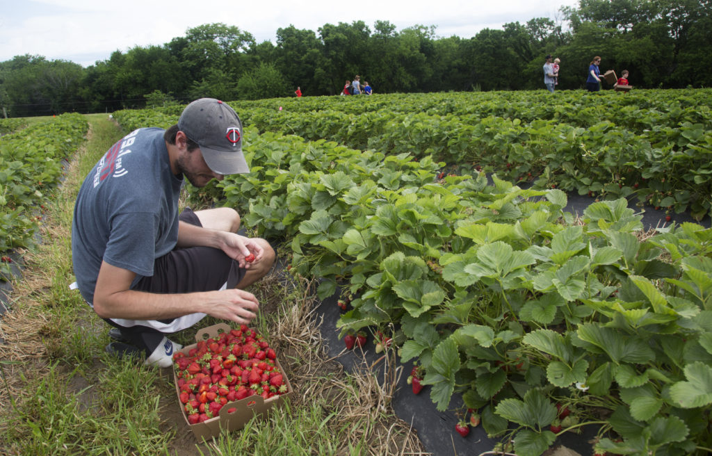 Youpick strawberries make Douglas County farm a destination News
